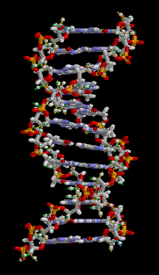 dna molecule model