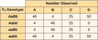 A table with four columns and four rows presents the number of each of four categories observed for four F 2 genotypes. From left to right, the columns representing number observed are labeled A through D. The column containing the row headings is labeled F 2 genotype. The data in the rows is as follows. Row 1 F 2 genotype uppercase A lowercase a uppercase B lowercase b: number of uppercase A 46, number of uppercase B 4, number of uppercase C 25, number of uppercase D 50. Row 2 F 2 genotype uppercase A lowercase a lowercase B lowercase B: number of uppercase A 4, number of uppercase B 46, number of uppercase C 25, number of uppercase D 0. Row 3 F 2 genotype lowercase a lowercase a uppercase B lowercase B: number of uppercase A 4, number of uppercase B 46, number of uppercase C 25, number of uppercase D 0. Row 4 F 2 genotype lowercase a lowercase a lowercase b lowercase b: number of uppercase A 46, number of uppercase B 4, number of uppercase C 25, number of uppercase D 50.