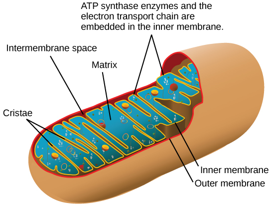 This illustration shows the electron transport chain, the A T P synthase enzyme embedded in the inner mitochondrial membrane, and chemiosmosis occurring in the mitochondrial matrix. The electron transport chain oxidizes substrates and, in the process, pumps protons into the intermembrane space. A T P synthase allows protons to leak back into the matrix and synthesizes A T P in chemiosmosis.