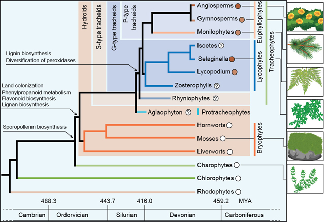 A phylogenetic tree with a time scale below illustrates relationships between plant species. The horizontal time scale along the bottom includes the following segments labeled in units if M Y A: below 488.3 Cambrian; 388.3 to 443.7 Ordovician; 443.7 to 416.0 Silurian; 416.0 to 459.2 Devonian; 459.2 to present Carbonifrous. The tree has several colored regions representing a rectangular region with three surrounding regions that each form left and lower boundaries of the preceding region: a rectangular region at the upper right labeled P-type tracheids; a region to its left and below labeled G-type tracheids; a box to the left and below of G-type tracheids labeled S-type trachieds; and an outer box to the left and below labeled Hydroids. All nodes on the tree are labeled for reference only. The tree begins with a short horizontal piece on the left forming the root. At the first node, in the Cambrian, this piece meets a vertical piece that meets a tan horizontal line below that extends from the Cambrian to Rhodophytes with an open circle near the end of the first quarter of the Carboniforous. The same vertical line from the first line extends up to a horizontal line above that meets a vertical line at at second node. This vertical line meets a green line below in the Cambrian that ends at Chlorophytes with an open circle near the end of the first quarter of the the Carboniferous.   The same vertical line from node 2 meets a horizontal line above that meets a vertical line at node 3. This node is accompanied by text reading, Sporopollenin biosynthesis. The vertical line from node 3 is just before the midpoint of the Ordovician and meets a light green line below that ends at the Charophytes with a white circle slightly earlier in the Carboniferous than the Chlorophytes and Rhodophytes. The vertical line from node 3 meets a horizontal line above that meets a vertical line at node 4 midway through the Ordovician. This node is labeled Land colonization, Phenylpropnaoid metabolism, Flavonoid biosynthesism Lignan biosynthesis. The vertical line runs along the left end of a tan box. The vertical line meets a horizontal line below that branches to form three lineages within the tan box labeled Bryophytes. The horizontal line meets an orange vertical line at node 5. The lower end of this vertical line meets a horizontal orange line to the liverworts and a horizontal line above that meets a vertical line that meets horizontal lines to the hornworts above and liverworts below. The hornworts and liverworts have open circles near the beginning o the Carboniferous period and the mosses have an open circle right above the line marking the start of the Carboniferous period. A vertical line to the right labels the hornworts, mosses, and liverworts as bryophytes. The vertical line through node 5, which extends down to branch into the bryophyte lineages, extends up to meet a horizontal line that passes through the tan region labeled Hydroids to meet a vertical line at node 6 in the second half of the Silurian. This vertical line meets a short blue line to Aglaophyton with a circle containing a question mark in the Devonian period and within the Hydroids. A vertical blue bar to the right accompanies text labeled Protracheophytes. The vertical line from node 6 extends upward into a blue region labeled G-type tracheids to meet a short horizontal line above that meets a vertical line at node 7 near the end of the Silurian. This vertical line is near the end of the Silurian and is labeled, Lignin biosynthesis, Diversification of peroxidases. Node 7 is located within a tan “L”-shaped region between the Hydroids and other groups above and to its right. The vertical line from node 7 meets a purple horizontal line below near the end of the Silurian in the S-type tracheids region and this purple line extends right to end at the Rhyniophytes with an open circle labeled question mark near the start of the Carbnoiferous. The upper half of the vertical line from node 7 extends into the region to the upper right of the S-type tracheids. This region is labeled G-type tracheids. The upper half of the vertical line meets a short vertical line that meets node 8 in the early Devonian. The lower half of the vertical line from node 8 meets a short horizontal line that meets a blue vertical line at node 9 that begins a blue series of branching within the G-type tracheids near the end of the Silurian. All of these blue lineages are labeled Lycophytes. The blue vertical line meets a blue horizontal line below that extends horizontally to Zosterophyllys with a circle containing a question mark near the start of the Carboniferous. The blue vertical line extends upward to meet a horizontal line almost midway through the Devonian that meets a vertical line at node 10 that meets a horizontal line below to Lycopodium with a brown circle in the first quarter of the Carboniferous and a horizontal line above that meets vertical lines to Isoetes and Selaginella. Isoetes ends at a circle containing a question mark just before the start of the Carboninferous. Selaginells ends with a red filled circle just after the start of the Carboniferous and with a line extending right to the vertical blue line labeled Lycophytes. The vertical line from node 8 extends up to a short horizontal line in the region labeled P-type tracheids. This line meets a vertical line just after the start of the Devonian that meets a light tan line that meets a light tan horizontal line below to Monilophytes below and a horizontal line above that meets a vertical line at three-quarters of the way across the Devonian to meet horizontal lines above and below to a red line to Angiosperms and a dark tan line to Gymnosperms, respectively. The Monilophytes and Gymnosperms both end at brown filled circles in the Carbiniferous, with the Gymnosperms slightly later than the Monilophytes. The Angiosperms end at a red filled circle at about the same time as the Monilophytes. Lines extend horizontally from the circles at the ends of the Angiosperms, Gymnosperms, and Monilophytes to a vertical tan bar labeled Duphyllophytes. A line from the red circle of Selaginalla extends right to a blue vertical line labeled Lycophytes that extends along the length of the box labeled G-type tracheids. The Rhyniophytes, Lycophytes, and Euphyllophytes are all included in a light green vertical linen labeled Tracheophyhytes. Lines extend from specific groups to illustrations. These illustrations are labeled as follows: Angiosperms: A plant with yellow flowers; Gymnosperms: needles of a pine tree; Monilophytes: three groups of many small leaflets extending from a main axis and narrowing toward the tip; Selaginella: Many small, irregularly positioned lobed leaves; mosses: a clump of green on a rock; and Charophytes: four structures extending from a wider base, each with multiple green branching structures extending from each.