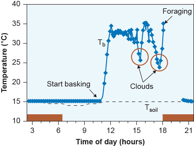 The figure shows a graph correlating the body temperature of an animal and the time of the day. The animal's body temperature varies; it is 15° Celsius throughout the night and until 11 a m. After being exposed to the sun, the body temperature increases to between 30 and 35° Celsius, and decreases on two occasions due to cloud presence.  