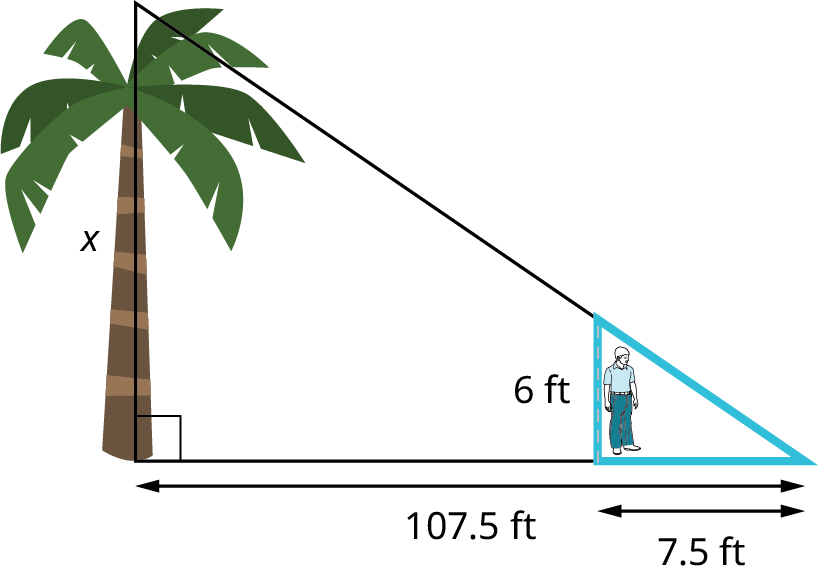 An illustration of a palm tree and a stick figure person shows a right triangle. The vertical leg shows a tree. The hypotenuse is unknown. The horizontal leg measures 107.5 feet. A boy who is 6 feet tall is standing 100 feet away from the base of the tree. The boy casts a shadow of 7.5 feet.