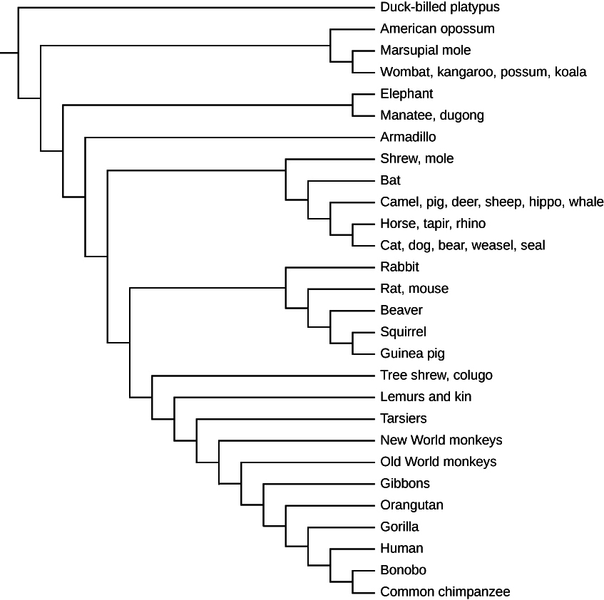 A phylogenetic tree for mammals is illustrated. Most of the descendants of the common ancestor have legs except for the whale who shares a common ancestor with the camel, pig, deer, sheep and hippo; and manatee and dugong who share a common ancestor with the elephant.